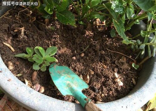 土壤板结却没法更换盆栽土怎么办 学会这2招,轻松改善土质