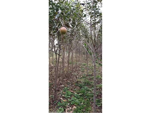 红富士苹果树产地 易成活 山西苹果树规格齐全