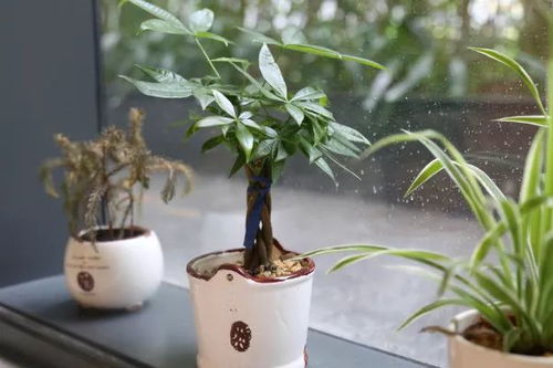 养花怎么换盆土 花盆倒立拍一拍,连土带花就脱盆而出了