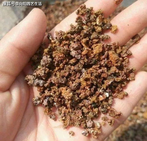 垃圾堆捡的蜂窝煤,敲敲洗洗,简单3步,做成 颗粒 养多肉