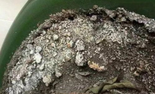 家庭养花,3种花土不能用,否则养啥花都不长