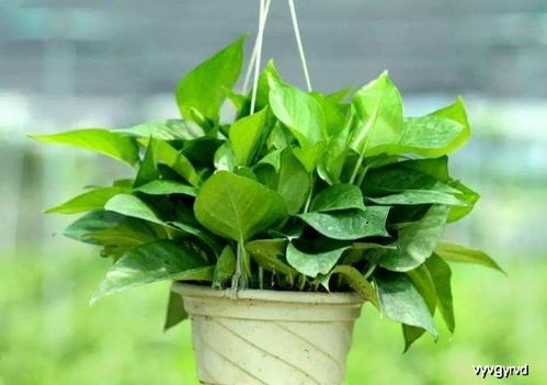 观叶植物 绿萝 ,生长阶段叶片发黄,处理 3点 ,长期翠绿