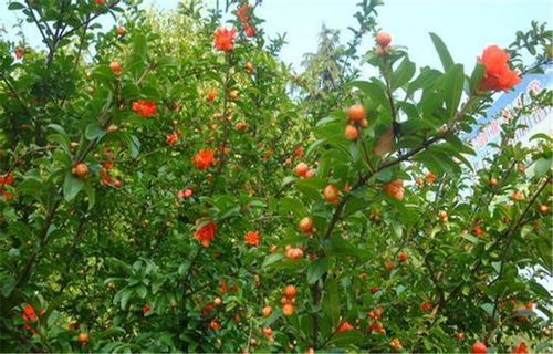 果园种植石榴树的修建方法和水肥管理