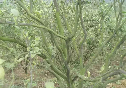 果树青苔危害严重 让人头疼 怎么办