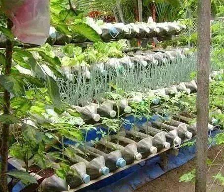 欣赏 用家里空油桶养花种菜,竟然长疯了