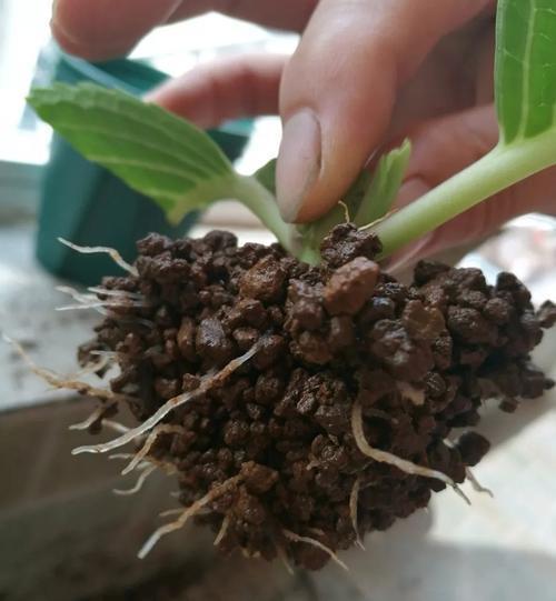 梅雨季节养花难,风吹雨打后做好这几点,根壮照样长得旺