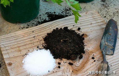 盆栽土结块 植物烂根就换盆换土吧 学会区分这些,才能做到位