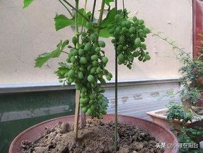 阳台怎么种葡萄树 记住1点小技巧,一盆能结60串,又多又甜