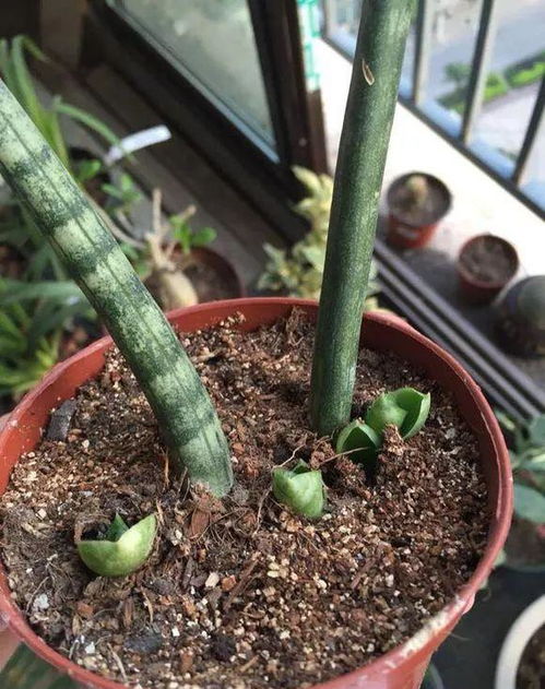3种花太贵,别花钱买了,剪几根枝插土里,10天成活变大户 花友