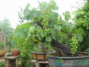 平邑葡萄种植户培育 盆栽葡萄 一亩收益八万