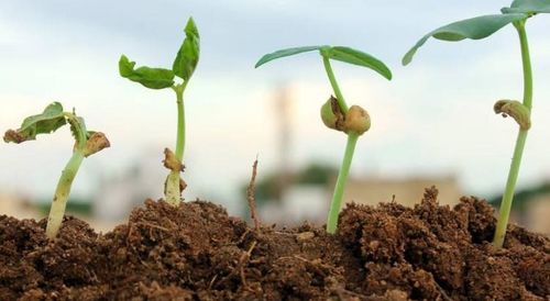 2023年种植什么能赚钱 16种种植项目推荐,收藏没错了
