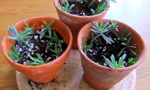 别用剩水浇花了,换上 安全的自来水 ,花草方能越长越旺盛