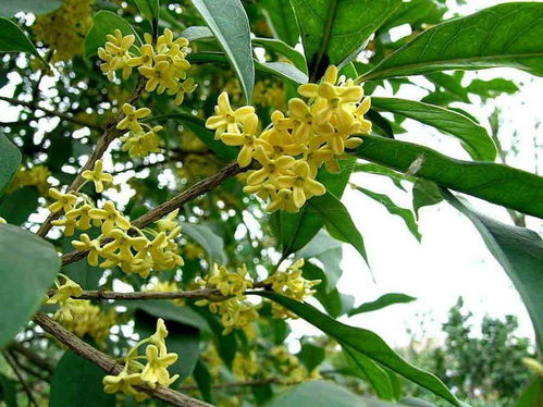 梦回桃花源 赞同事河浴之乐 赞桂花