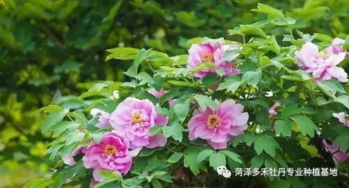 常见花卉绿植之牡丹的种植管理技术