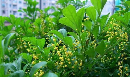 才买的米兰花,根部有一块黄泥土需要处理吗