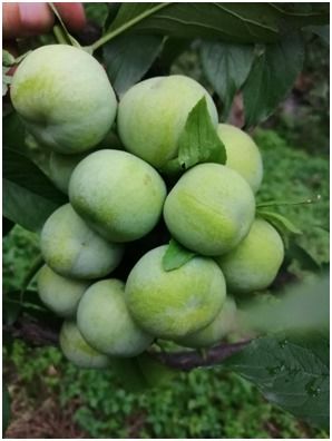 李子树苗什么季节种植更好 李子苗种植方法