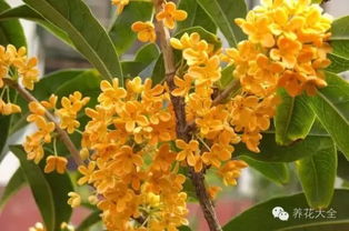 桂花叶子干尖发黄,要怎么办