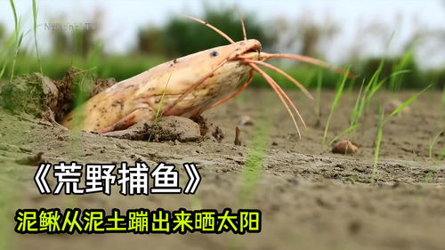 泥鳅从泥土蹦出来晒太阳 纪录片
