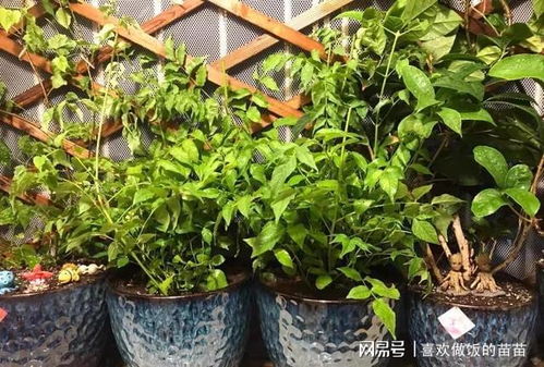 家庭养花,用不用买土 价格高的品种,最好用营养土培养