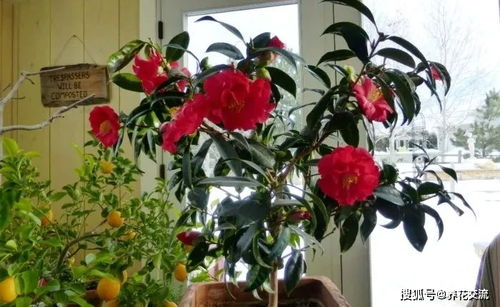 冬春开花的7种开花植物,适合养成室内盆栽,很容易养出花朵