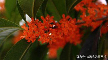 盆栽桂花哪个品种最好