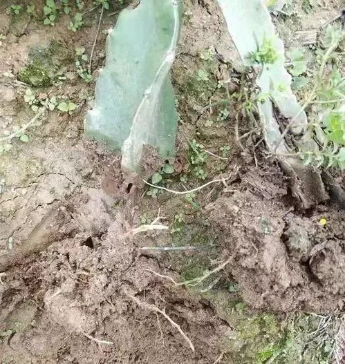 用生石灰给土壤消毒能行吗