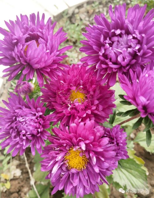 4种花现在正 饿 ,多给它补点大补肥,才能长得壮