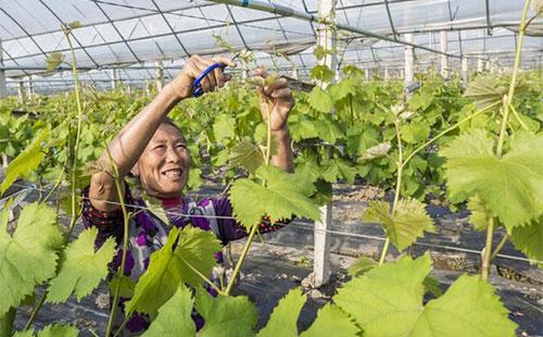 8年葡萄树需要多大的盆—8年葡萄树大概多粗