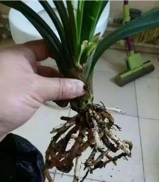 君子兰换盆时要剪根 别太随意,剪错会整盆死