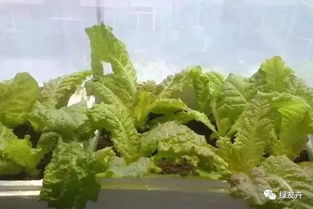 泡沫箱种菜有毒 会致癌 是真的吗
