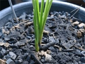 花土消毒杀菌最好办法 如何去除花土里的菌