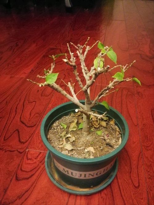 冬天养三角梅,要心狠手狠,叶子落光光 来年一样爆花枝