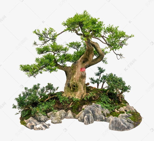 粗壮树木植物素材图片免费下载 千库网