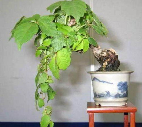 盆景葡萄1000元一盆