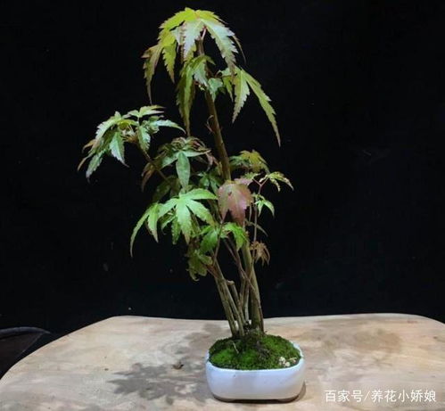 盆景老桩上盆发芽后,新芽干枯的原因及解决办法