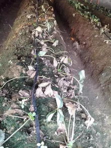 栽植苗难成活 注意这五点,草莓成功栽植不是问题