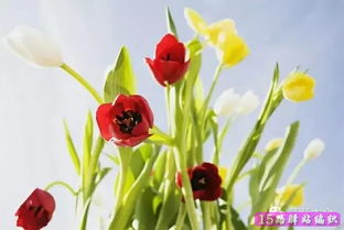 种花只用营养土行吗,种花光用营养土可以吗