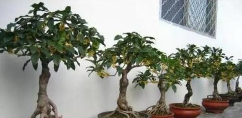 网友5月时候移栽桂花树,做好3点关注,没耐心也能成活心中有数