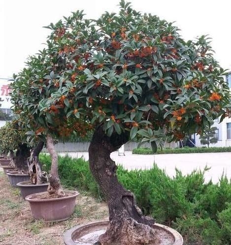 刚移栽的桂花,怎么才能管理好夏季 先别大意,以下重点要注意
