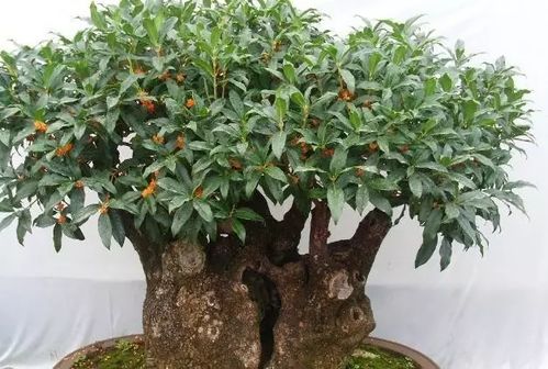 八月桂花盆栽面面观 花木君