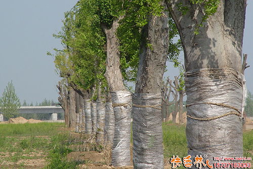大树移栽技术要点_大树移栽技术要点和方法