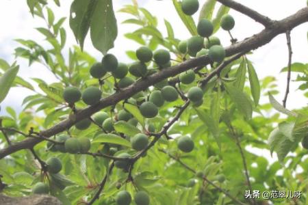 李子树如何修剪,李子树如何修剪树枝
