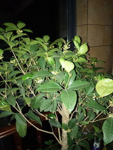 盆栽桂花几天浇一次水
