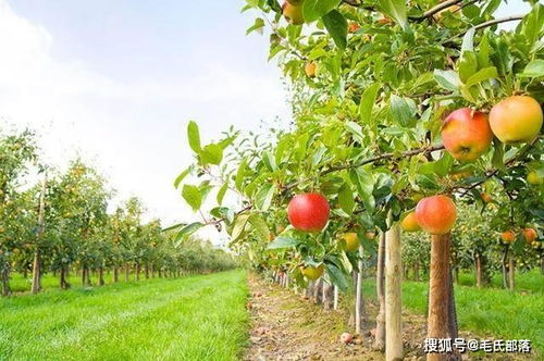 苹果树栽培技术 苹果园喷药时间及技术要点