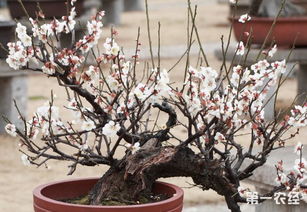 盆栽梅花怎么种植 种植盆栽梅花的注意事项