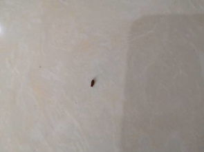 家里地上很多这种小黑虫,3到5毫米长,爬的慢或者直接停着不动,这是什么虫 如何灭掉