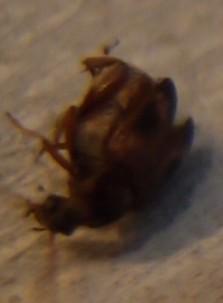 这是什么虫子 圆圆的 很小 有点像甲虫