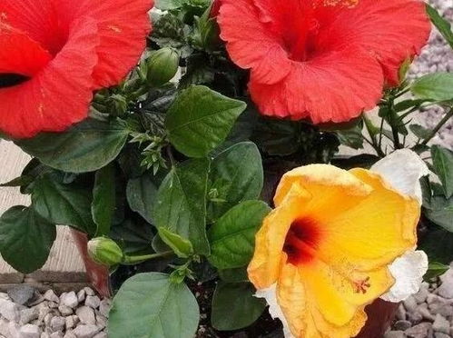 盆栽花草如何管理 给花土里加点料,植株长势旺 开花多