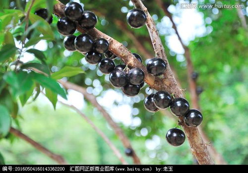 【佛山南海区四川成都树葡萄树苗价格今年行情】-黄页88网