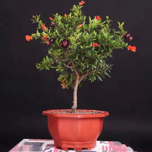如何种植阳台盆栽石榴;阳台石榴种植方法